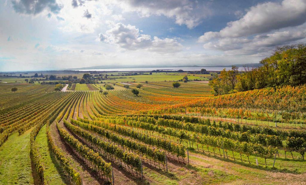Degustation Weine vom Neusiedlersee am 2. und 3. September 2022